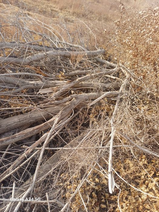 O'tin har xil  zaldori  Tollar