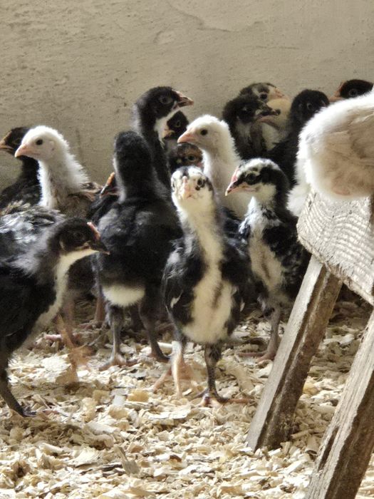 Продам домашних цыплят