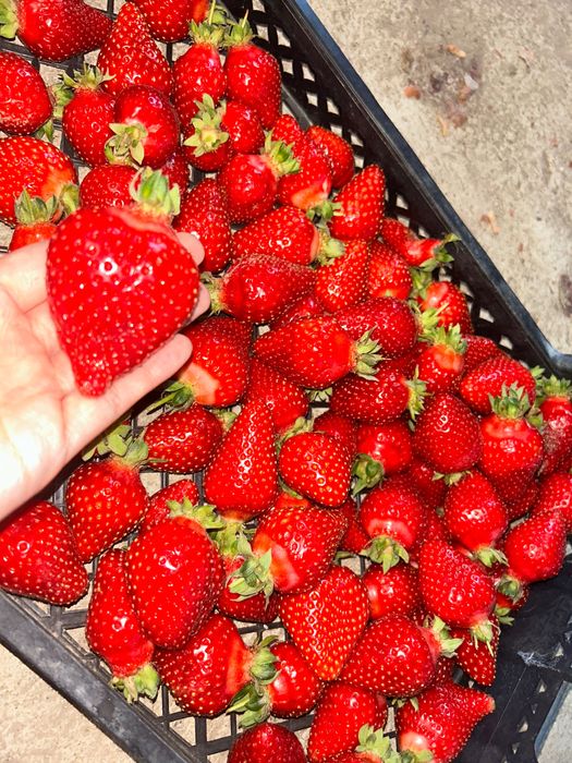 Продавам ягодиии