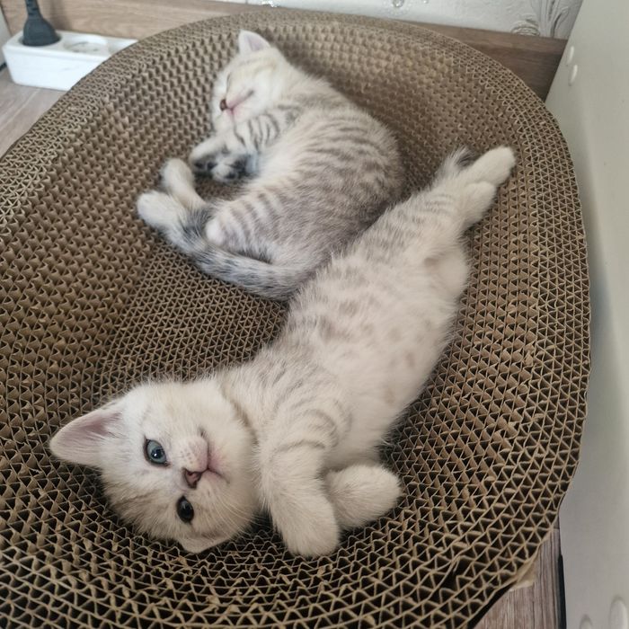 Котята котята котята