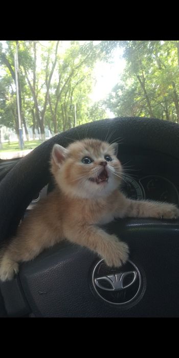 Продаются котята