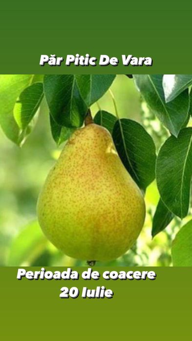 Pomi fructiferi columnari si pitici anul 3 de vegetatie