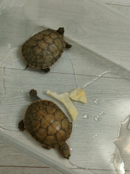 Черепаха продам ,