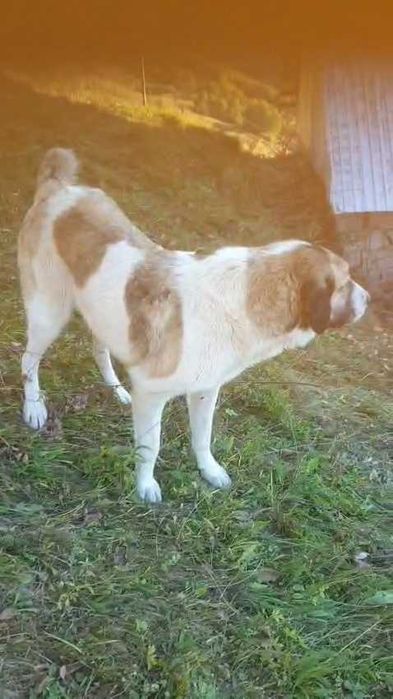 Câine ciobănesc