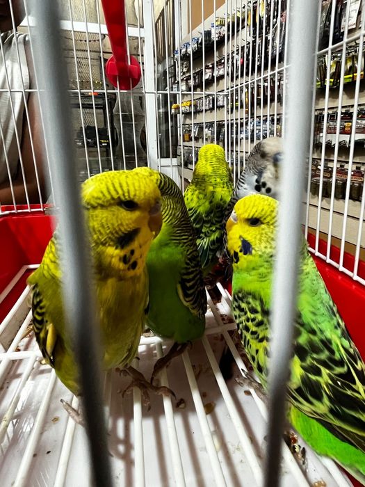 Волнистые попугаи