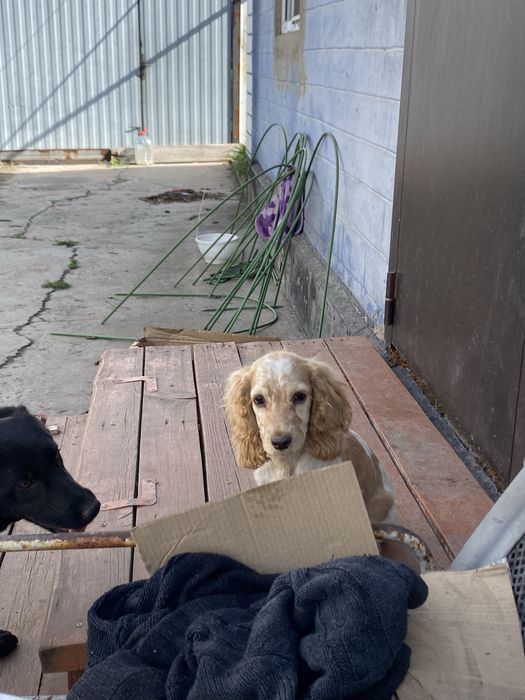 спаниель 5 месяцев