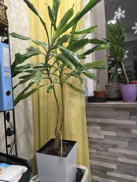 Драцена с горшком