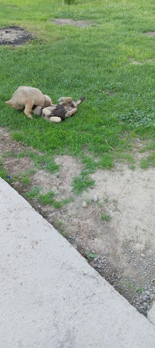 Домашние животные