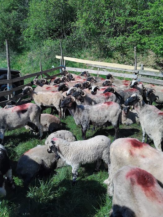 Vând 36 de oi cu lapte