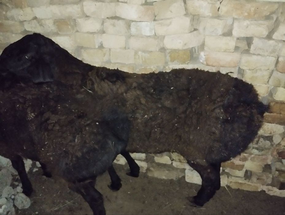 Qoy qochqor uyda boqilgan