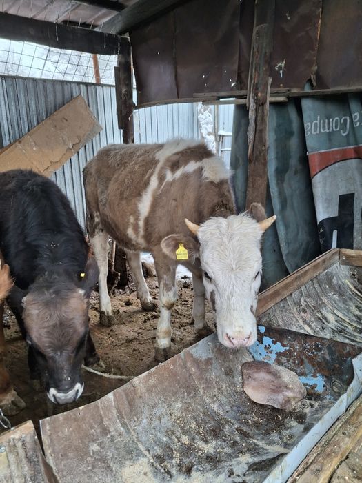 Продам бычка и телку