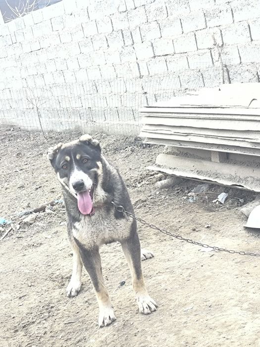 Алабай 10 ойлик сотилади