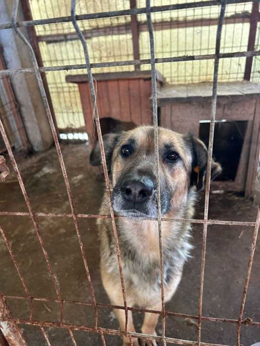 Adopta un caine - un sufletel are nevoie de stapan!