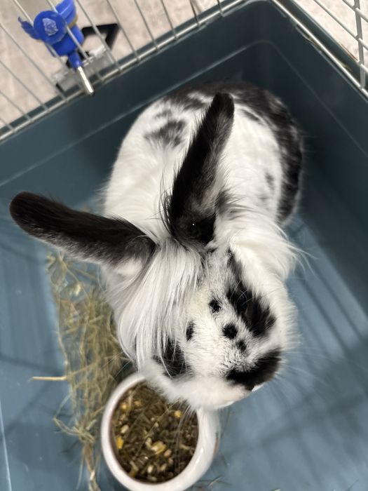 Домашнее животное