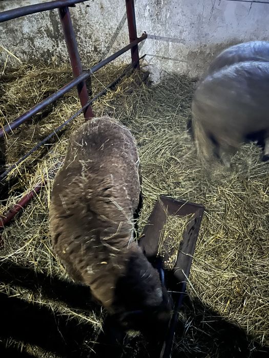 Doi berbeci de vanzare varsta un an metis carne