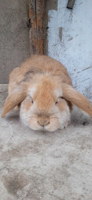 Зайци, френски кочовати