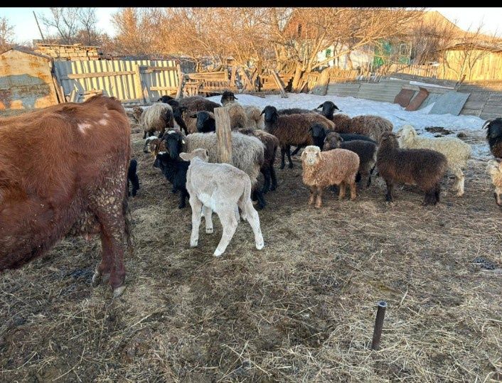 Продам крс и баранов