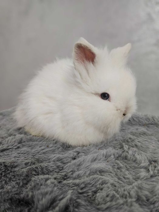 Iepurași pitici Cap de Leu – diverse culori