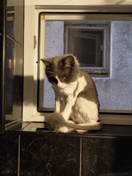 Donez pisica de companie