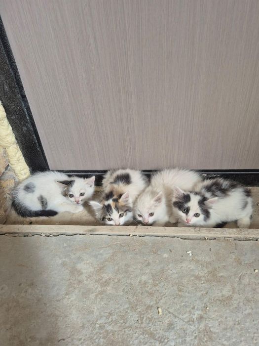 Котята.         .