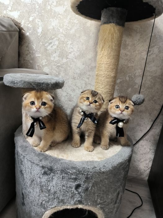 Котята от правильной вязки
