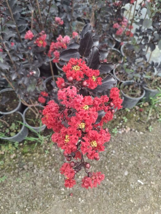 Индийская сирень чернолистная