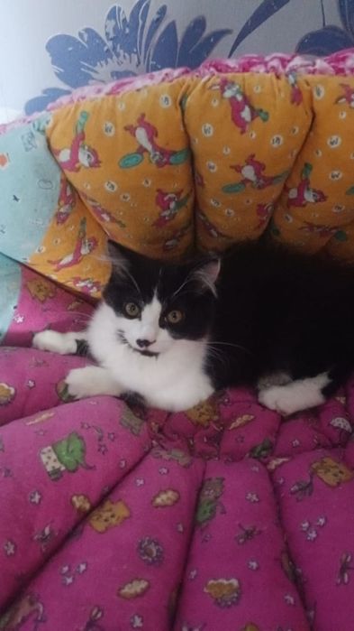 малышка,в очень добрые руки