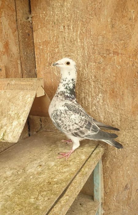 Ocazie! Vand femela voiajor cuca si mascul voiajor andaluz, 100 % viteza, 2017, 2019, Eduard Vajaiac!