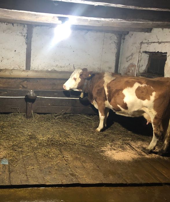 Vând vaca cu vițel