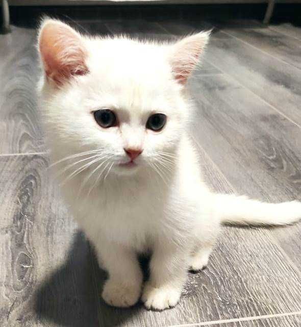 Котёнок мальчик 2 месяца