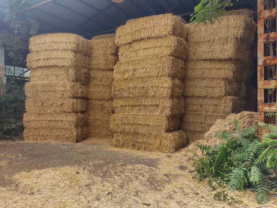 Продавам бали пшеничена слама – реколта 2025 г.