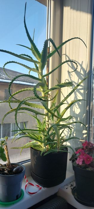 Vând Aloe Vera 50 cm