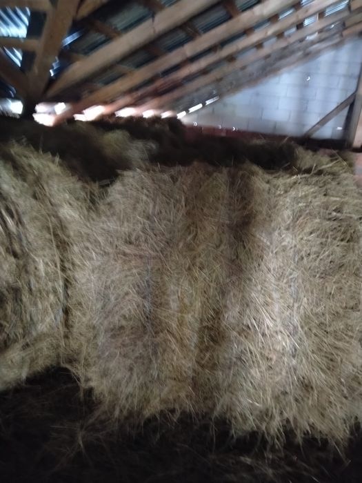 Baloti fan rotunzi 2025