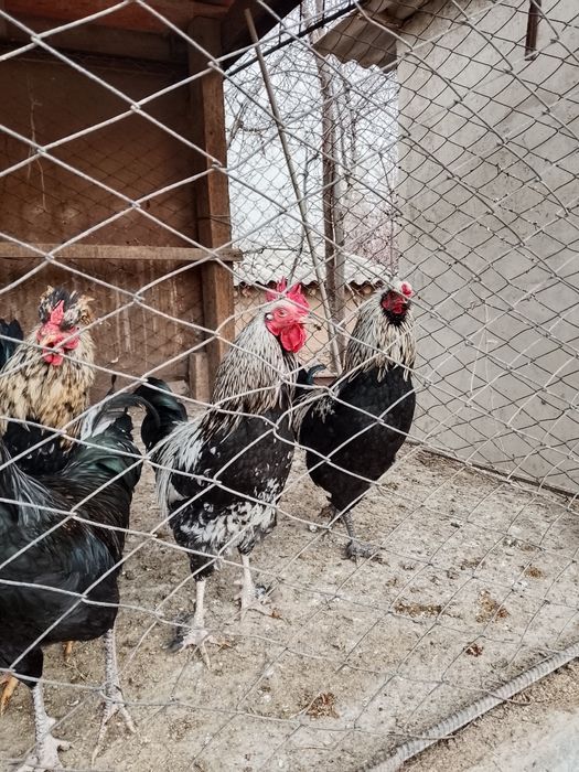 Әтеш,қораз,петух