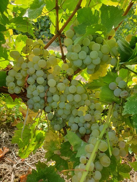 Struguri de vanzare,de vin!