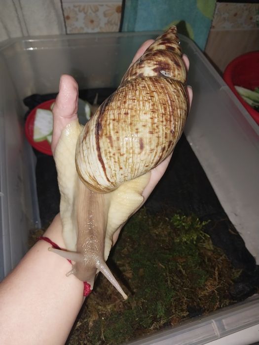 Улитки ахатина ретикулята