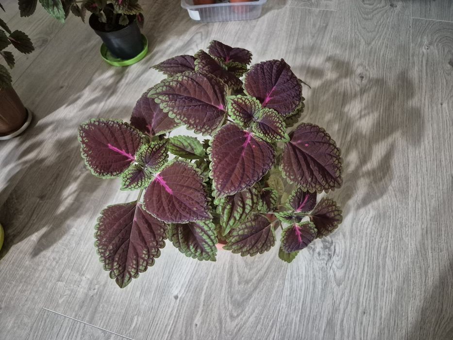 Продам колеусы., аглаонема