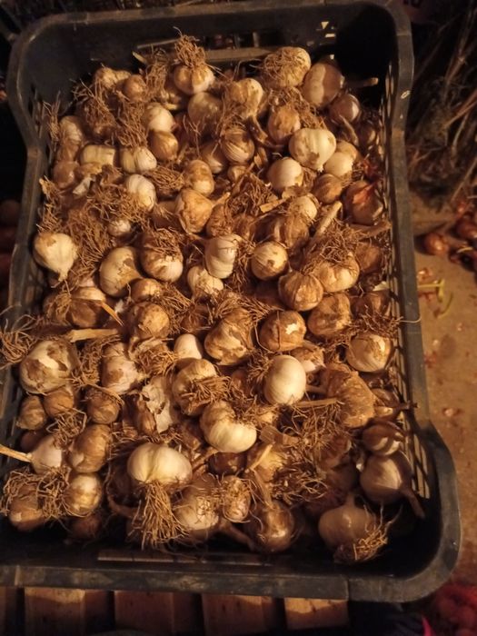 Vand ceapa si usturoi romanesc de primavara