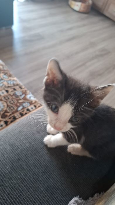 Dau spre adoptie pisica