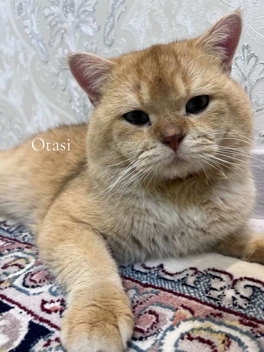 Zalatoy chinchilla 2 oylik 3 dona 1 ogil 2 qiz