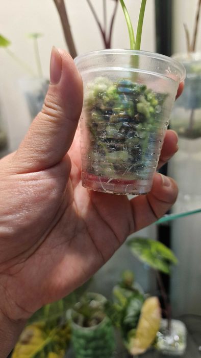 Алоказия регал шилдс аурея