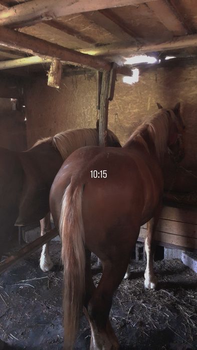 Mânji de vânzare prețul nu este negociabill