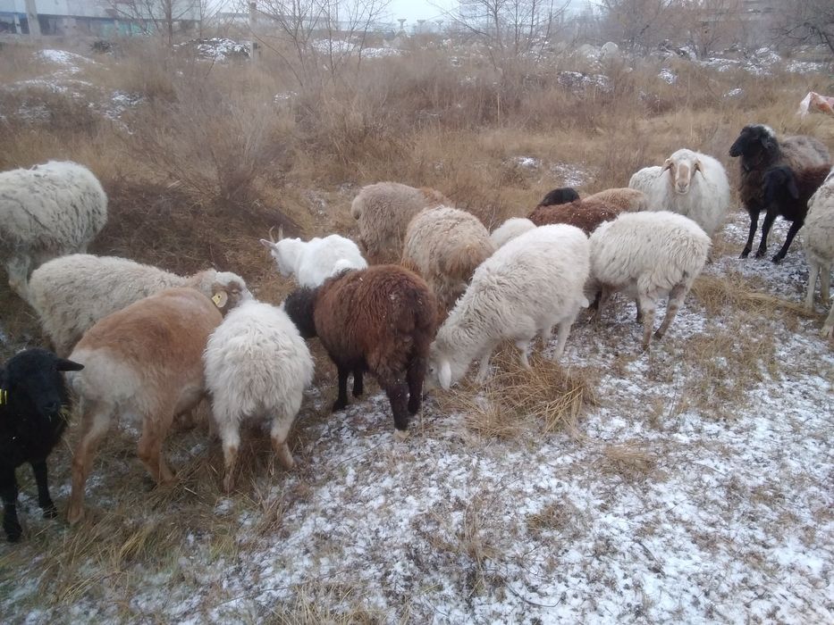 Продам молодых барашек на мясо