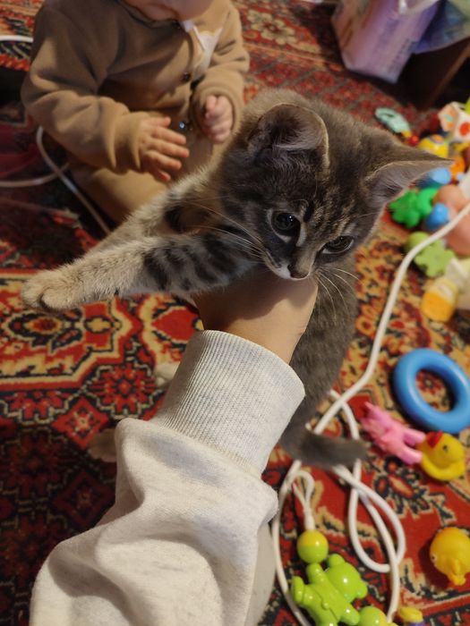 Отдам котёнка бесплатно