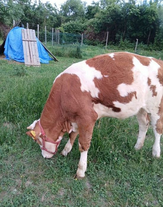 Vând viței baltata romanesca !