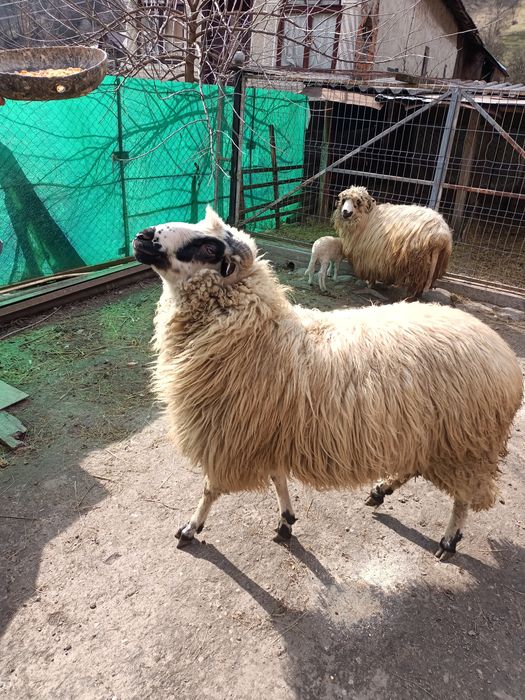 Se vinde berbec Metis