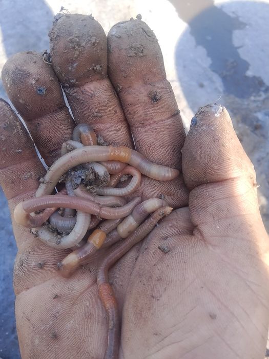 Продаются черви для рыбалки