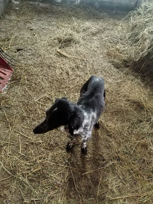 Сабака , тазы шенок