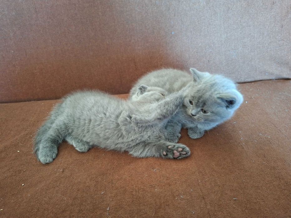 Шотландски клепоухи котета