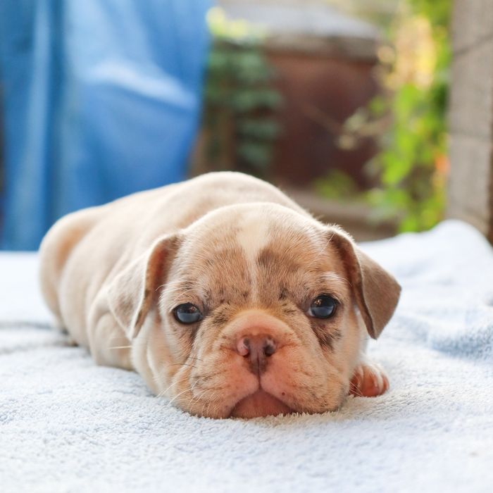 Французские бульдожки